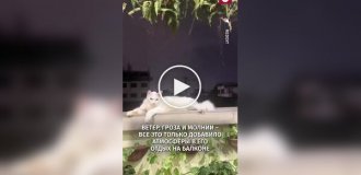Кот доказал, что его спокойствие сильнее любой грозы