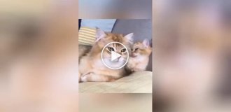 Synchronized cats and cats