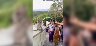 Monkey stole glasses from a tourist