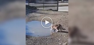 A funny reaction of a cat to a frozen puddle