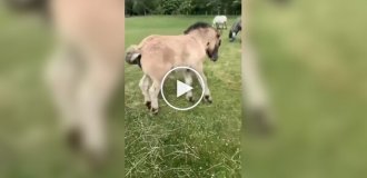 A horse demands to scratch his butt