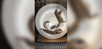 Неудачный забег летяги в колесе