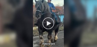 Брабансон і Першерон - найбільші у світі коні