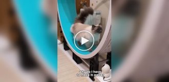 Cat pretends that she can't run in a wheel