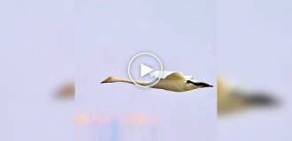 Swans demonstrated one of the most spectacular water landing techniques
