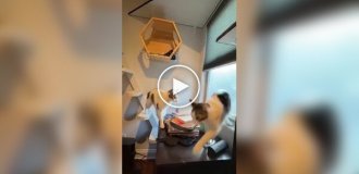 Любитель кошек «котифицировал» свой дом