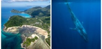 Синие киты вернулись к берегам Сейшельских островов (9 фото)