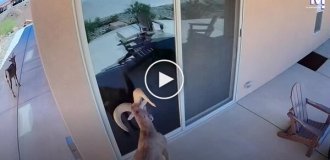 В США баран атаковал свое отражение