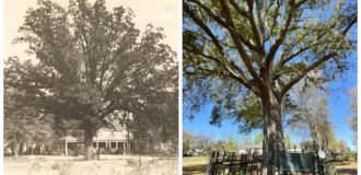 Сам себе  хозяин: уникальная история старого дуба, получившего законные права  на землю, где он растёт (9 фото)