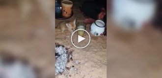 Фенек заглянул на огонек