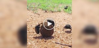Funny battle of dung beetles