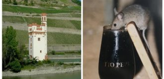 Мышиная башня: кровавая легенда Рейна (8 фото)