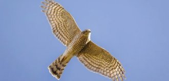Ястреб-перепелятник: грозный маленький хищник (11 фото)