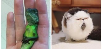 20 одухотворённых мастеров дзена, которые знают о релаксе всё и даже немного больше (21 фото)