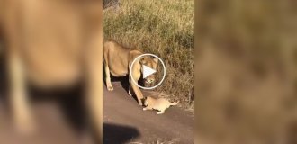 Львенок учится рычать