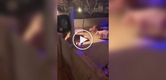 Мужчина устраивает дискотеки для своих питомцев