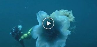 Lion's mane - a huge jellyfish in the waters of Vladivostok