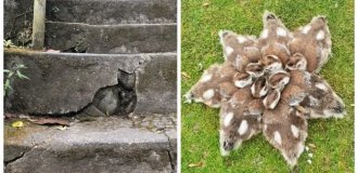 Фокуси перспективи: 20 фотографій-головоломок, які змусять вас переглянути реальність (21 фото)
