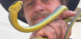 A snake catcher caught a python hiding in a toilet (2 photos + 1 video)