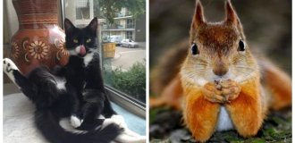 20 animals whose grace and elegance would make any model envious (21 photos)