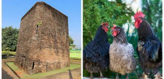Хук Кхи Кай: как колонизаторы использовали куриный помёт против людей (8 фото + 1 видео)