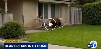 In California, a bear entered a house and stole cookies.