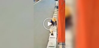 The dog tested the strength of the worker’s nerves
