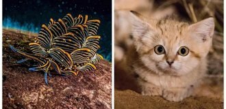 25 снимков природы, от которых перехватывает дыхание (26 фото)