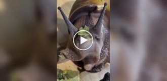 How snails eat