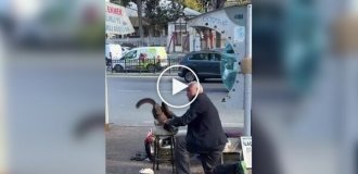 В Турции к пожилому чистильщику обуви каждое утро приходит кот