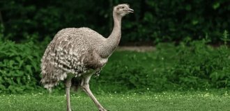 TOP 10 largest birds in the world (11 photos)