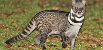 Тангалунга: между кошкой и чем-то странным (7 фото)