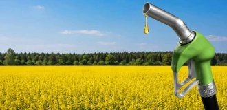 Что такое биодизель и почему он не спас мир от нефти (8 фото)