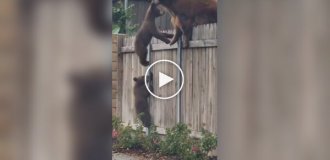 A she-bear rushes to the rescue