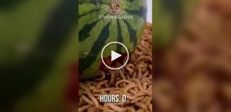 Mealworms and random food