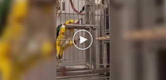 Mission Impossible: Bird in a Cage