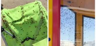 На Великобританию обрушился рой божьих коровок (6 фото + 3 видео)