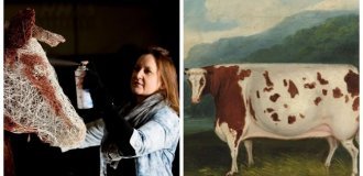 История самой знаменитой коровы Британии (7 фото)
