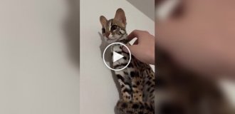 Adorable Asian leopard cat