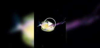 Фотограф заснял рыбу внутри медузы