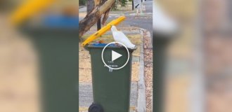 Попугай показал навыки сортировщика мусора