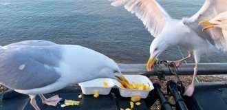 They don't just steal food: scientists consider seagulls a "winged threat" to Britain (2 photos)