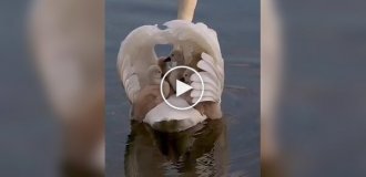 Under reliable protection: cygnets sit under their mother's wings