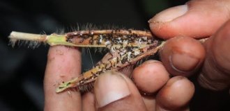 Lemon ants: they burn out all living things around their nest (5 photos)