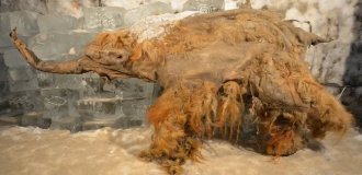 Учёные впервые расшифровали РНК мамонта возрастом 40 тыс. лет (5 фото + 1 видео)