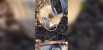 Смешные и веселые (короткие видео). Выпуск 63