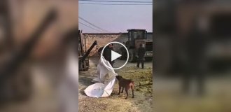 Пес помогает рабочим