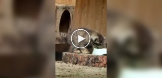 Максимально осторожная мама манула