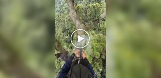 Збір меду диких бджіл