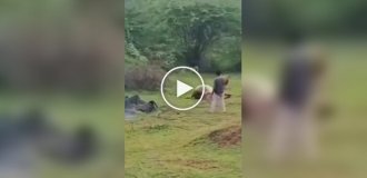 Турист пытался прервать трапезу льва: впоследствии мужчина пожалел об этом